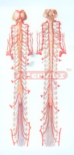 HANGING ARTERIES MODEL OF SPINAL CORD